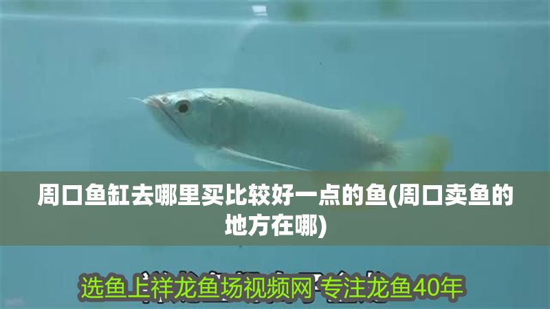 周口魚缸去哪里買比較好一點(diǎn)的魚(周口賣魚的地方在哪) 周口魚缸去哪里買比較好一點(diǎn)的魚(周口賣魚的地方在哪) 元寶鳳凰魚百科 第1張