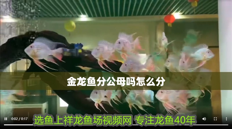 金龍魚分公母嗎怎么分