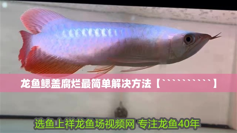 龍魚(yú)鰓蓋腐爛最簡(jiǎn)單解決方法【``````````】