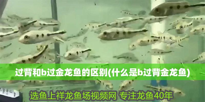 過背和b過金龍魚的區別(什么是b過背金龍魚)