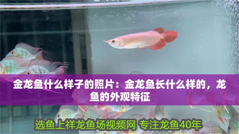 金龍魚什么樣子的照片：金龍魚長什么樣的，龍魚的外觀特征