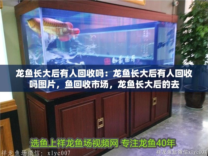 龍魚長大后有人回收嗎：龍魚長大后有人回收嗎圖片，魚回收市場，龍魚長大后的去