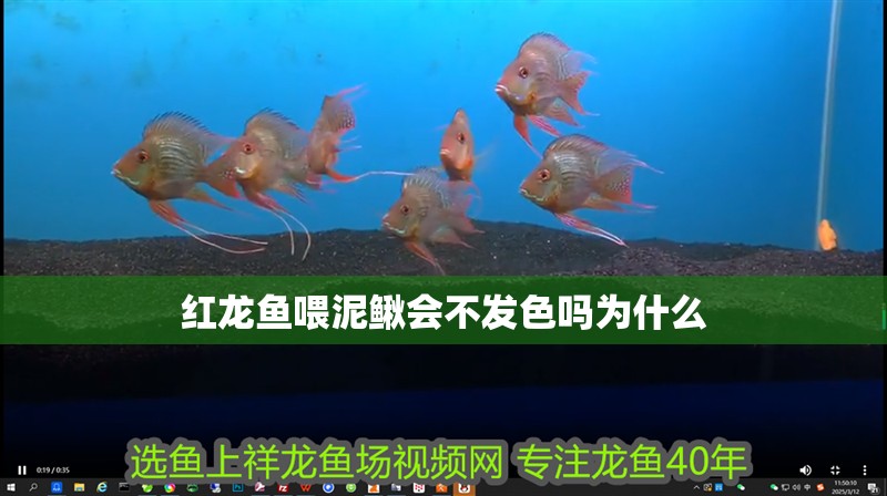 紅龍魚喂泥鰍會不發(fā)色嗎為什么 紅龍魚喂泥鰍會不發(fā)色嗎為什么 龍魚百科 第2張