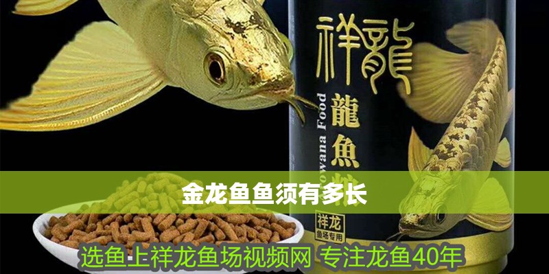 金龍魚魚須有多長 龍魚百科 第2張 金龍魚魚須有多長 金龍魚魚須有多長 龍魚百科 第2張