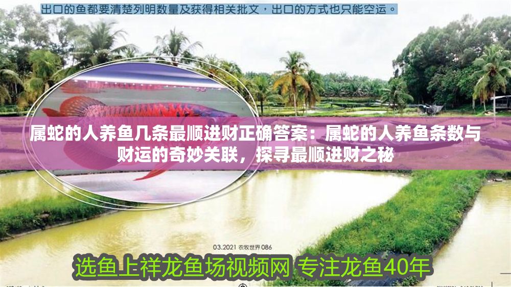 屬蛇的人養魚幾條最順進財正確答案：屬蛇的人養魚條數與財運的奇妙關聯，探尋最順進財之秘