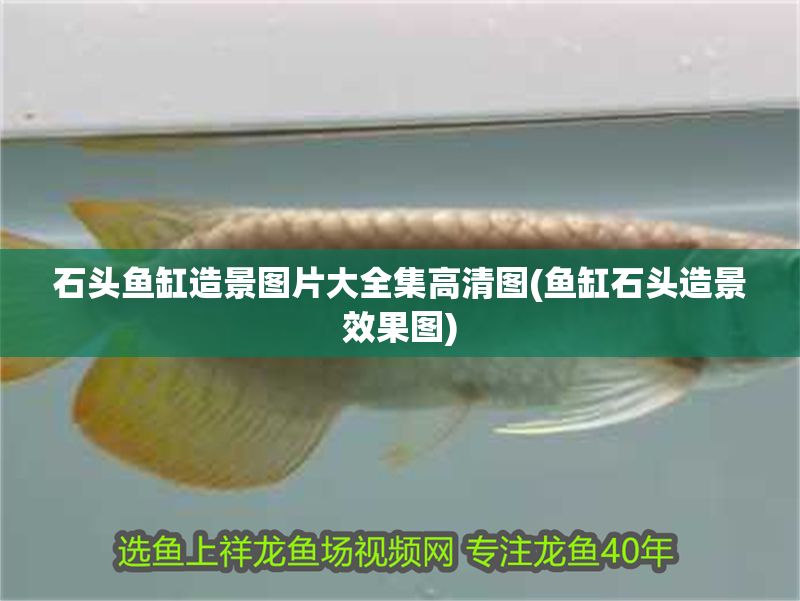 石頭魚缸造景圖片大全集高清圖(魚缸石頭造景效果圖)