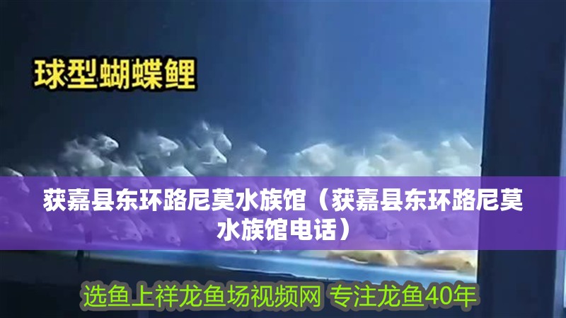 獲嘉縣東環路尼莫水族館(獲嘉縣東環路尼莫水族館電話) 全國水族館企業名錄 第2張 獲嘉縣東環路尼莫水族館(獲嘉縣東環路尼莫水族館電話) 獲嘉縣東環路尼莫水族館(獲嘉縣東環路尼莫水族館電話) 全國水族館企業名錄 第2張