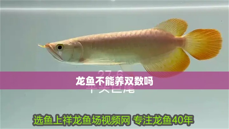 龍魚不能養(yǎng)雙數(shù)嗎 龍魚不能養(yǎng)雙數(shù)嗎 龍魚百科 第2張
