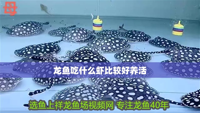 龍魚吃什么蝦比較好養活 龍魚吃什么蝦比較好養活 龍魚百科 第2張