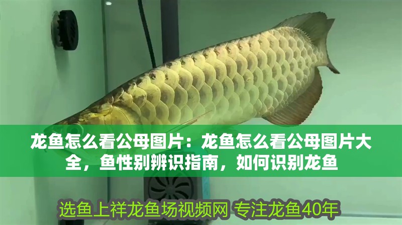 龍魚怎么看公母圖片：龍魚怎么看公母圖片大全，魚性別辨識指南，如何識別龍魚