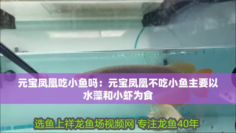元寶鳳凰吃小魚嗎：元寶鳳凰不吃小魚主要以水藻和小蝦為食