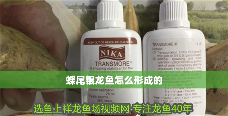 蝶尾銀龍魚怎么形成的