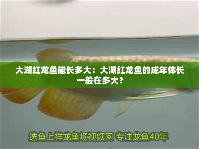 大湖紅龍魚能長多大：大湖紅龍魚的成年體長一般在多大？