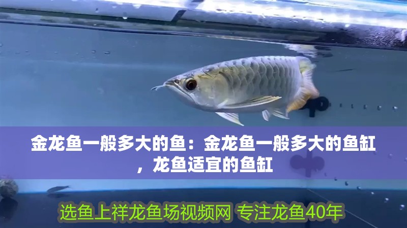 金龍魚一般多大的魚：金龍魚一般多大的魚缸，龍魚適宜的魚缸