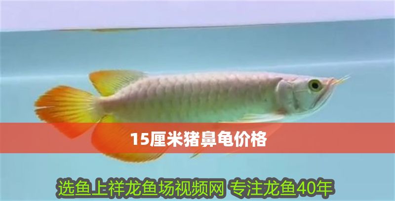15厘米豬鼻龜價格