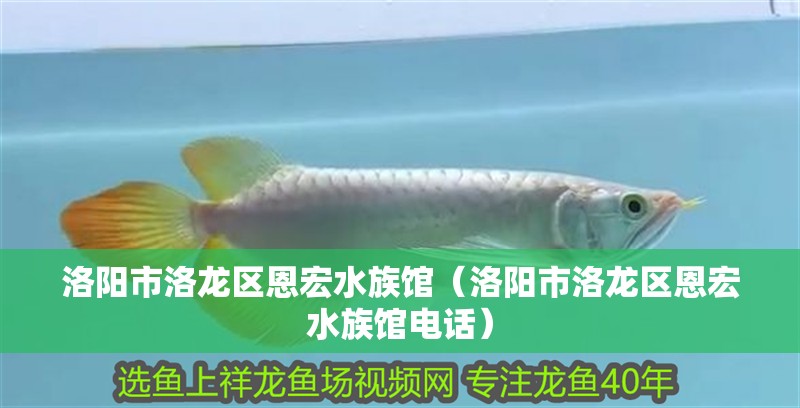洛陽市洛龍區恩宏水族館（洛陽市洛龍區恩宏水族館電話）
