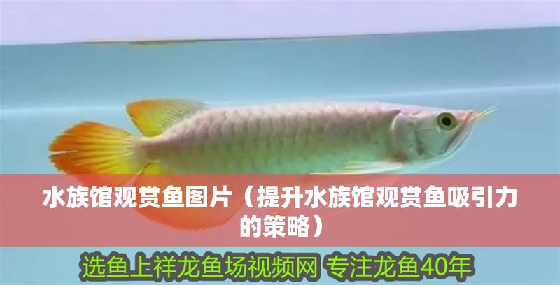 水族館觀賞魚圖片（提升水族館觀賞魚吸引力的策略）