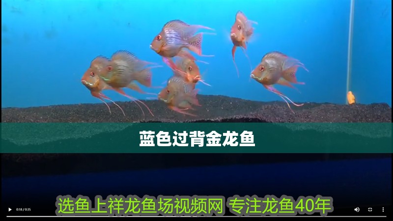 藍色過背金龍魚