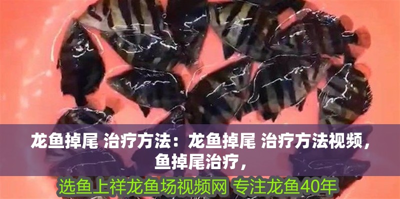 龍魚掉尾 治療方法：龍魚掉尾 治療方法視頻，魚掉尾治療，