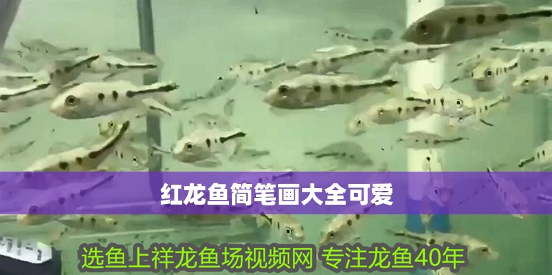 紅龍魚簡筆畫大全可愛