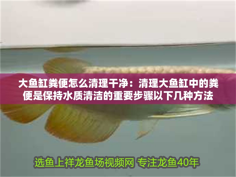 大魚缸糞便怎么清理干凈：清理大魚缸中的糞便是保持水質清潔的重要步驟以下幾種方法 大魚缸糞便怎么清理干凈：清理大魚缸中的糞便是保持水質清潔的重要步驟以下幾種方法 魚缸百科