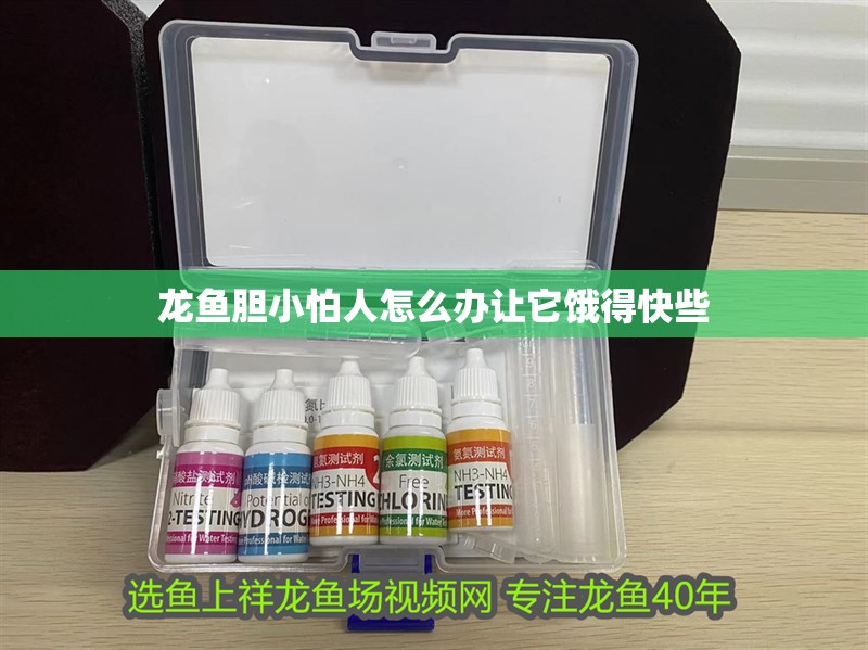 龍魚膽小怕人怎么辦讓它餓得快些