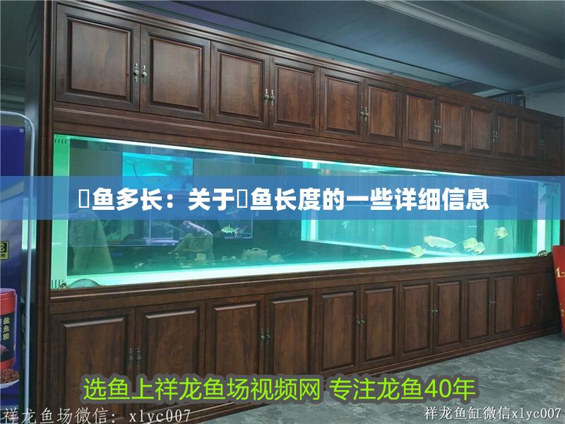 魟魚多長：關于魟魚長度的一些詳細信息 魟魚多長：關于魟魚長度的一些詳細信息 魟魚百科 第2張