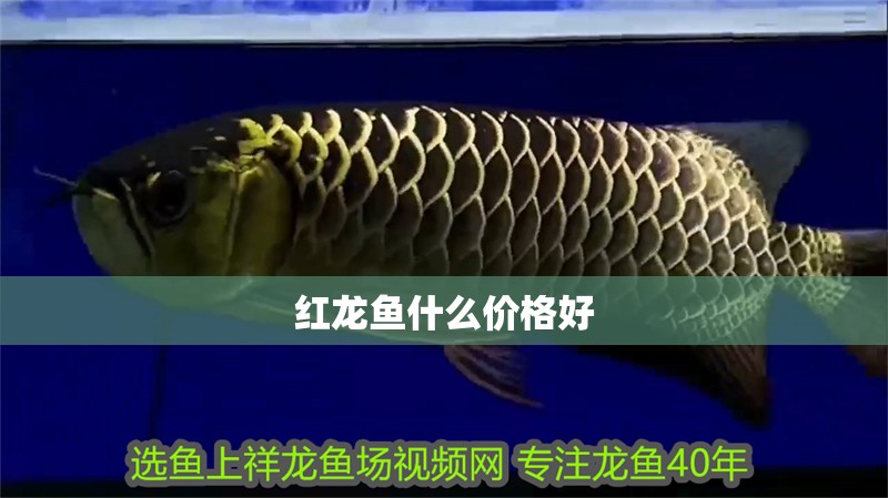 紅龍魚什么價格好