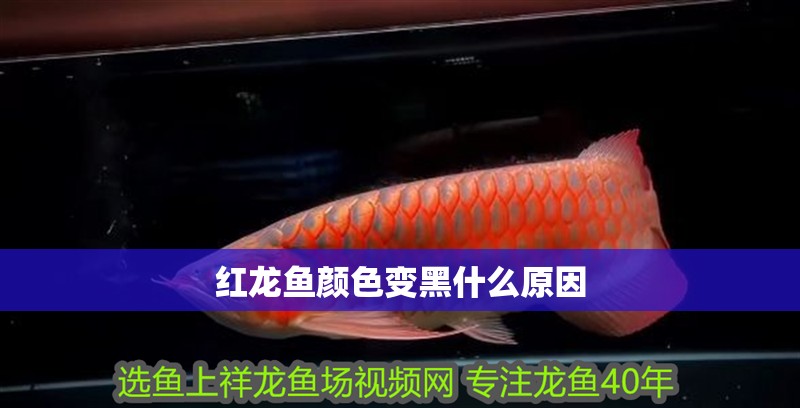 紅龍魚顏色變黑什么原因 龍魚百科 第2張 紅龍魚顏色變黑什么原因 紅龍魚顏色變黑什么原因 龍魚百科 第2張