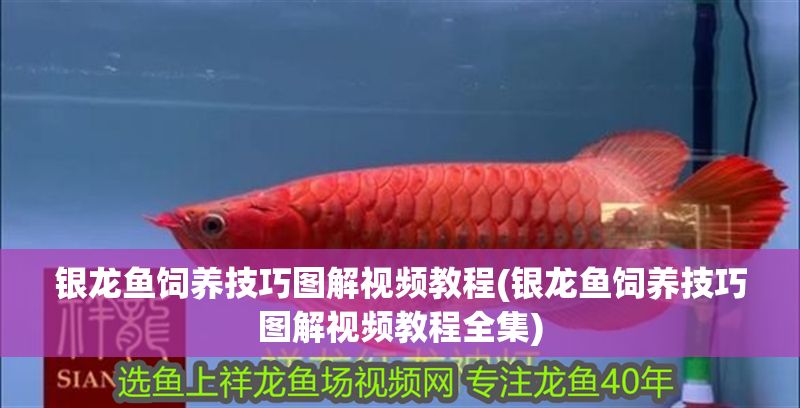 銀龍魚飼養(yǎng)技巧圖解視頻教程(銀龍魚飼養(yǎng)技巧圖解視頻教程全集)