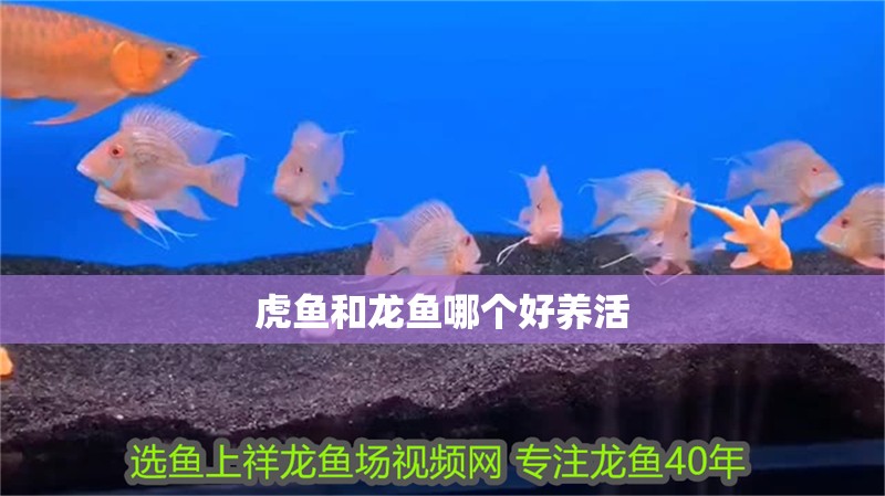 虎魚和龍魚哪個好養活