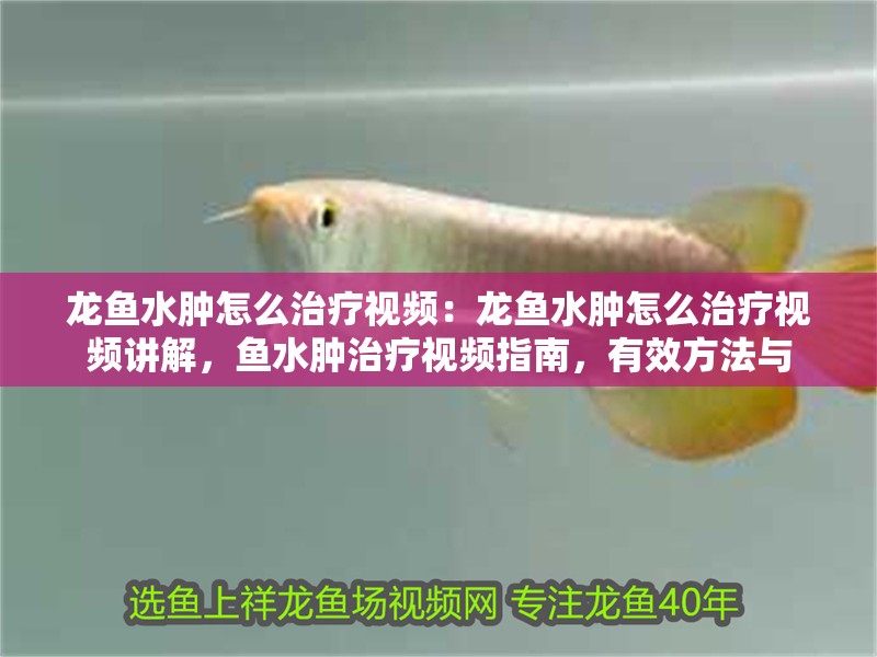 龍魚水腫怎么治療視頻：龍魚水腫怎么治療視頻講解，魚水腫治療視頻指南，有效方法與