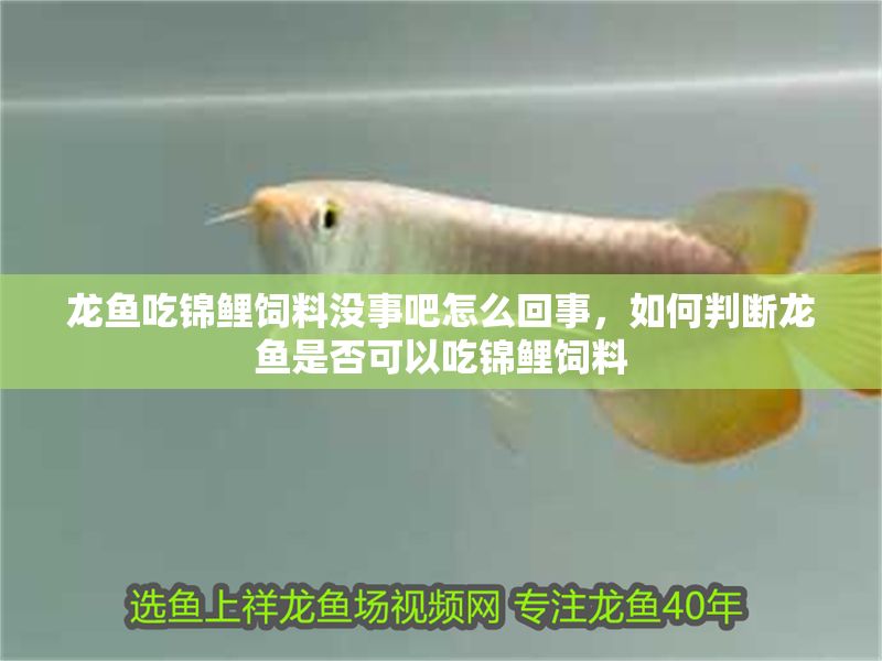 龍魚吃錦鯉飼料沒事吧怎么回事，如何判斷龍魚是否可以吃錦鯉飼料