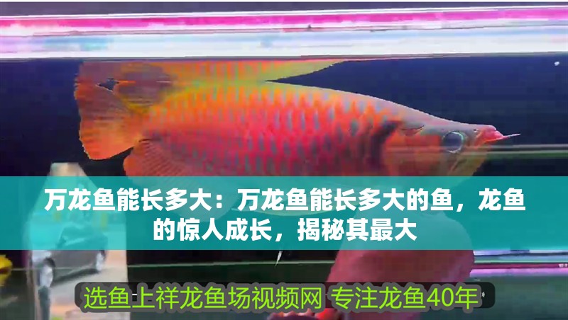 萬龍魚能長多大：萬龍魚能長多大的魚，龍魚的驚人成長，揭秘其最大 萬龍魚能長多大：萬龍魚能長多大的魚，龍魚的驚人成長，揭秘其最大 水族問答