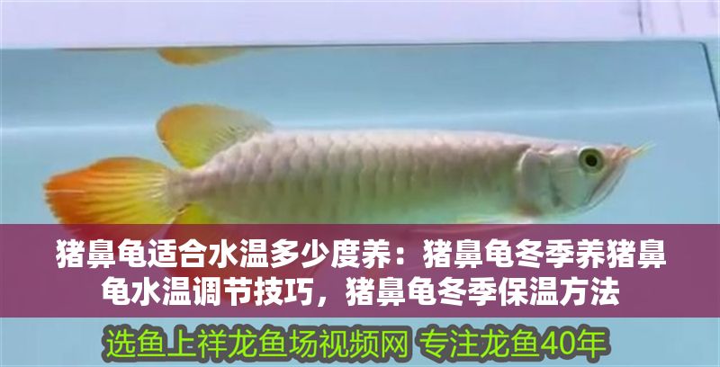 豬鼻龜適合水溫多少度養：豬鼻龜冬季養豬鼻龜水溫調節技巧，豬鼻龜冬季保溫方法