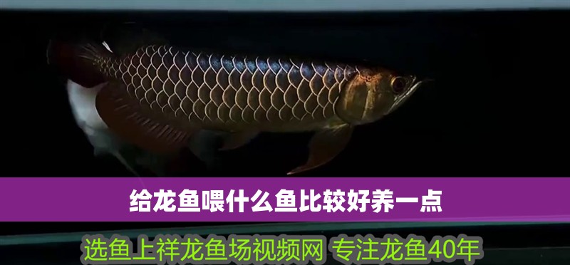 給龍魚喂什么魚比較好養(yǎng)一點 給龍魚喂什么魚比較好養(yǎng)一點 龍魚百科 第2張