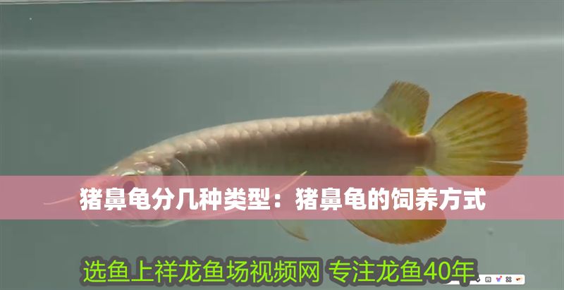 豬鼻龜分幾種類型：豬鼻龜的飼養方式 豬鼻龜分幾種類型：豬鼻龜的飼養方式 豬鼻龜百科 第1張