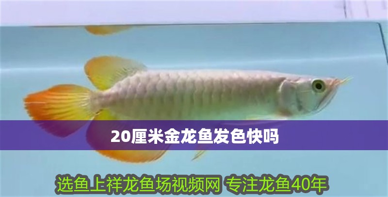 20厘米金龍魚發(fā)色快嗎