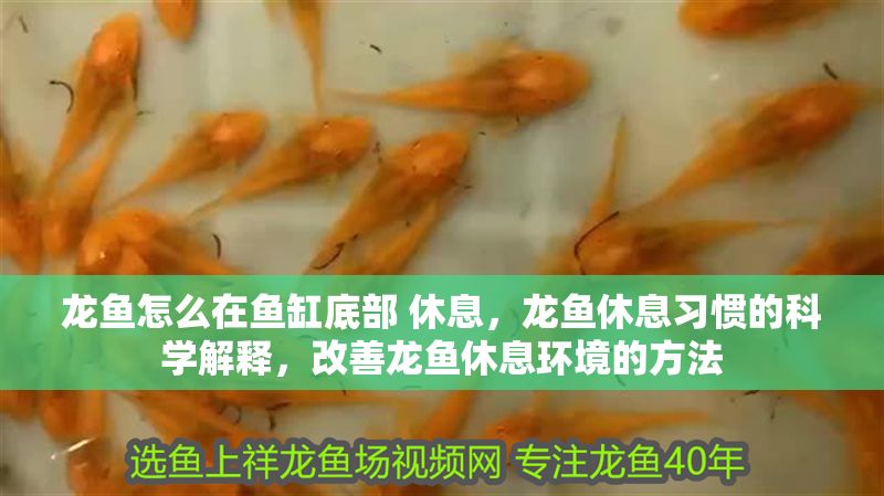 龍魚怎么在魚缸底部 休息，龍魚休息習慣的科學解釋，改善龍魚休息環(huán)境的方法