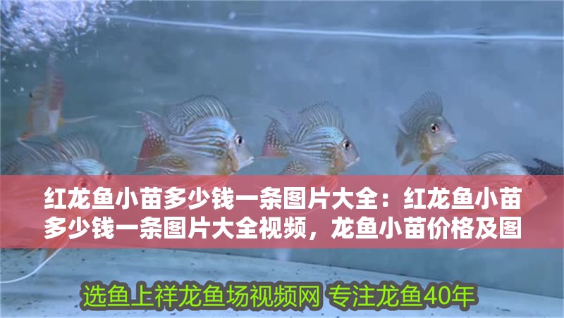 紅龍魚小苗多少錢一條圖片大全：紅龍魚小苗多少錢一條圖片大全視頻，龍魚小苗價格及圖片大全解析