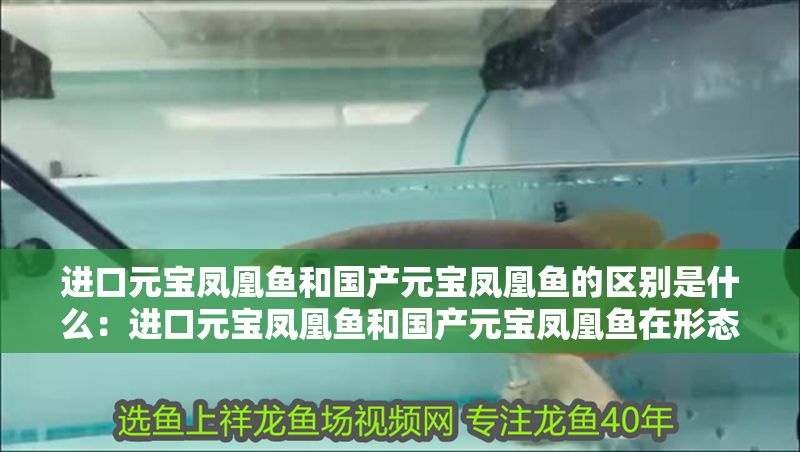 進口元寶鳳凰魚和國產元寶鳳凰魚的區別是什么：進口元寶鳳凰魚和國產元寶鳳凰魚在形態上有一定的區別
