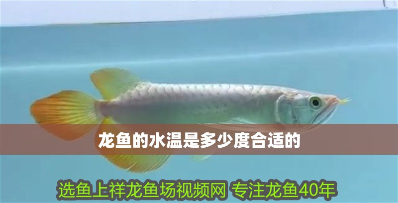 龍魚的水溫是多少度合適的 龍魚的水溫是多少度合適的 龍魚百科 第2張