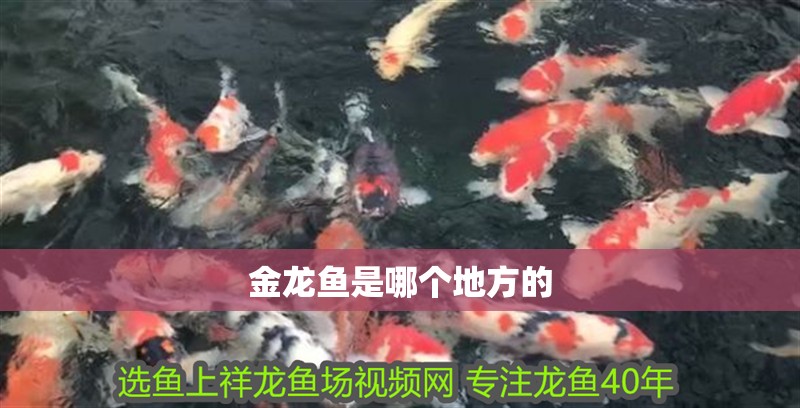 金龍魚是哪個地方的