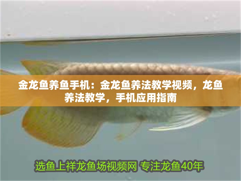 金龍魚養魚手機：金龍魚養法教學視頻，龍魚養法教學，手機應用指南