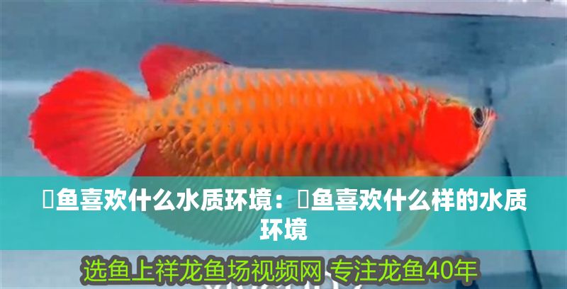 魟魚喜歡什么水質環境：魟魚喜歡什么樣的水質環境