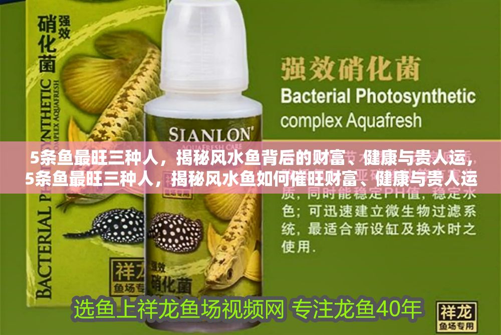 5條魚最旺三種人，揭秘風水魚背后的財富、健康與貴人運，5條魚最旺三種人，揭秘風水魚如何催旺財富、健康與貴人運