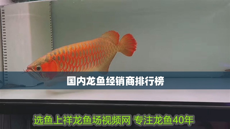 國內龍魚經銷商排行榜