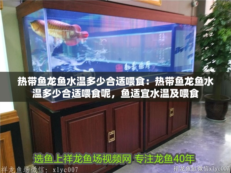 熱帶魚龍魚水溫多少合適喂食：熱帶魚龍魚水溫多少合適喂食呢，魚適宜水溫及喂食