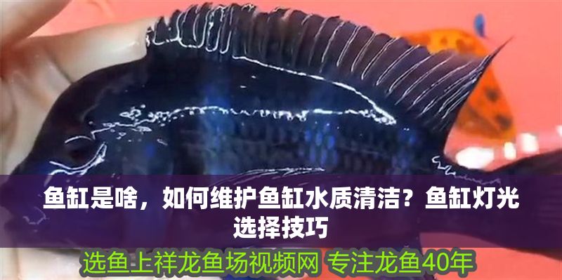 魚缸是啥，如何維護魚缸水質清潔？魚缸燈光選擇技巧