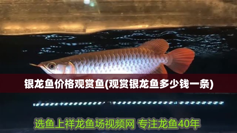 紅龍魚用黃燈烤有用嗎 銀龍魚價格觀賞魚(觀賞銀龍魚多少錢一條) 銀龍魚百科 銀龍魚價格觀賞魚(觀賞銀龍魚多少錢一條) 銀龍魚價格觀賞魚(觀賞銀龍魚多少錢一條) 銀龍魚百科